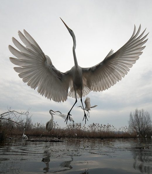 Cliquer pour agrandir Great Egret