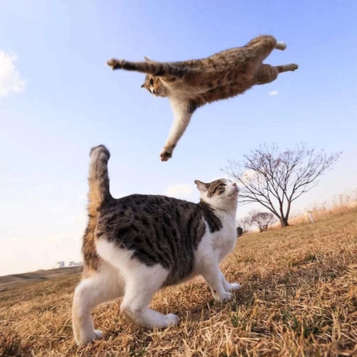 Antigravity cat