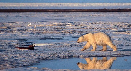 Les ours polaires en voie d'extinction ? Au Canada, des Inuits brisent le consensus
