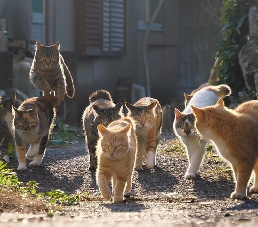 Cats