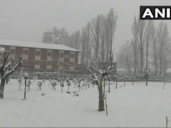 Cachemire, neige, verger