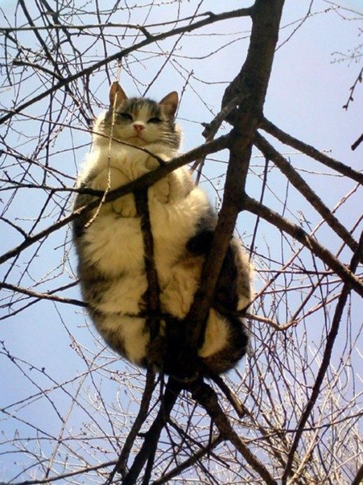 Cats do fly