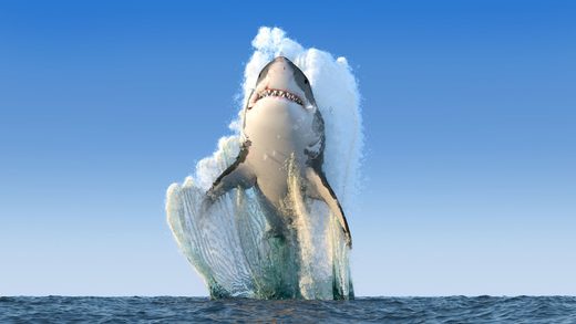 Cape Cod shark