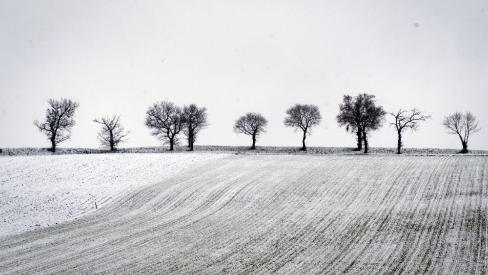 neige, champs, arbres