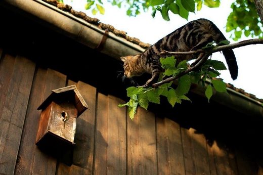 Catmikaze