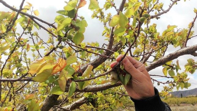 frost damage