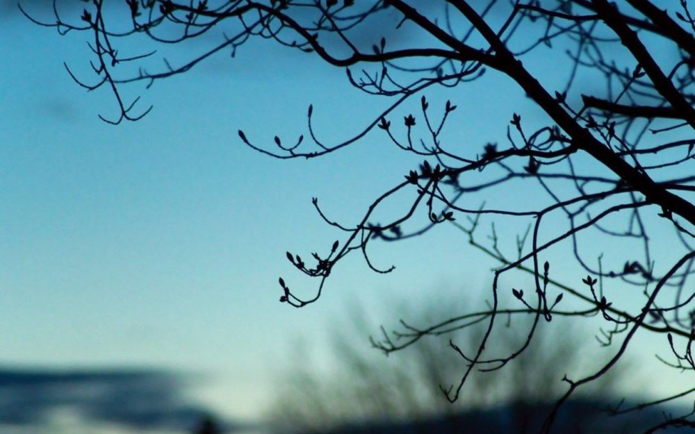 cold, froid, arbre, frozen