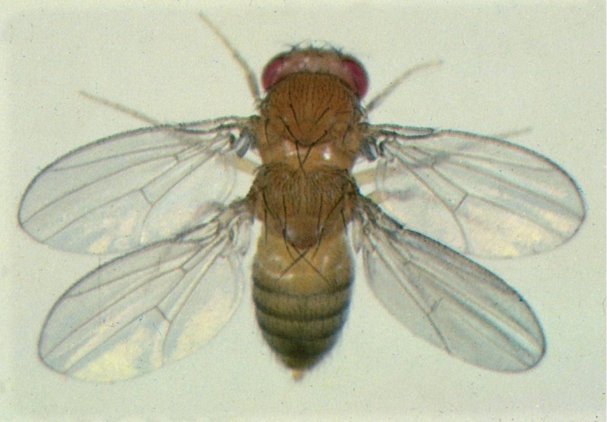 4 wing fruit fly