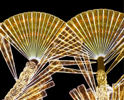 diatoms