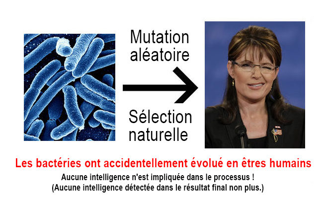 Évolution Palin