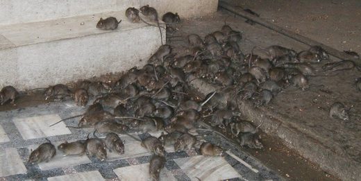 Invasion de rats