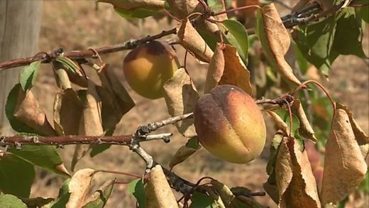 abricots