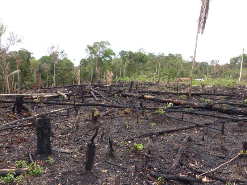Forêt, Amazonie