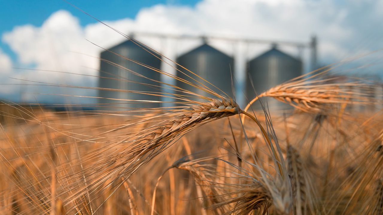 wheat, cereal