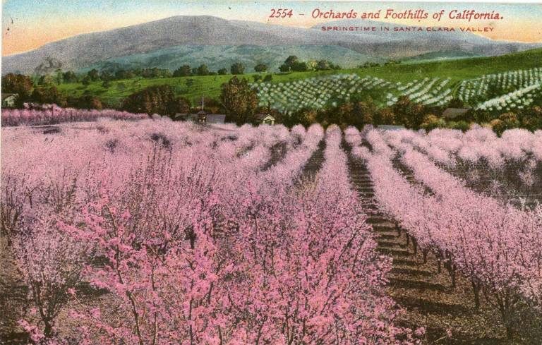 Vergers et contreforts de Californie - Le printemps dans la vallée de Santa Clara