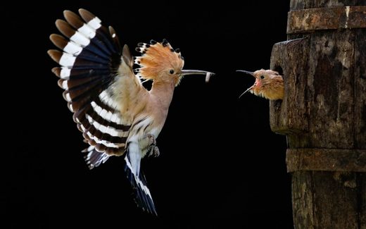 Hoopoe
