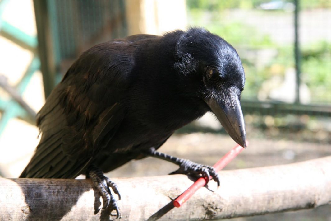 Corbeau de Nouvelle-Calédonie