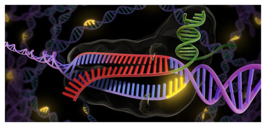 CRISPR - revolutionary new tool to cut and splice DNA