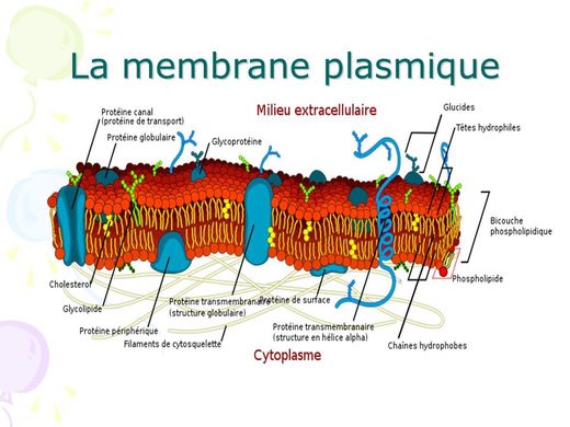 Membrane plasmique