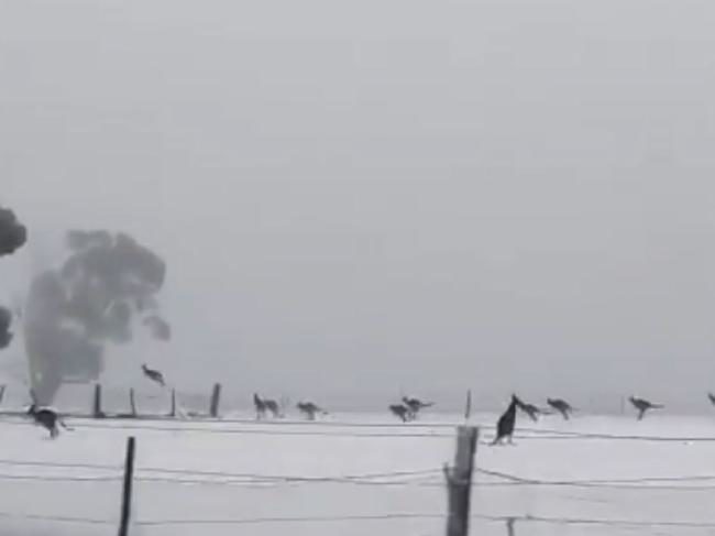 Kangaroos in the snow.