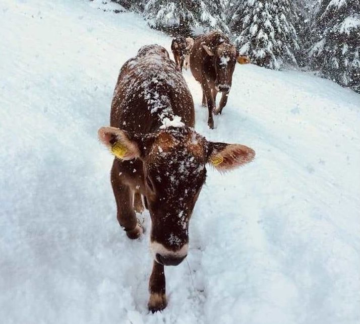 vaches, neige, Italie