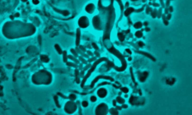 E.coli