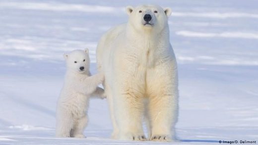 Une zoologiste renommée punie pour avoir enseigné que « les ours polaires prospèrent et ne sont pas menacés d'extinction »