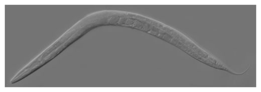 C. Elegans Worm