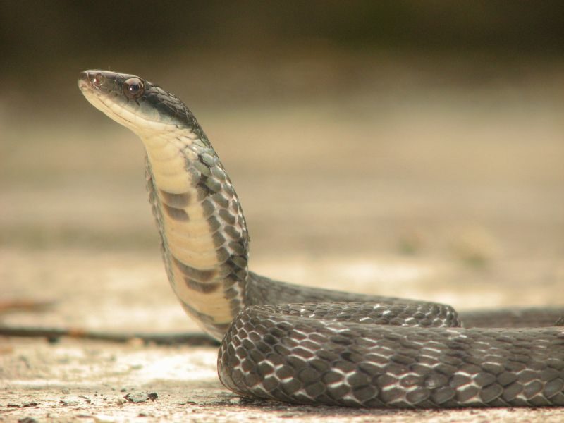 serpent, snake
