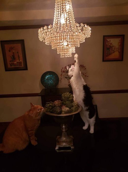 Curiosity .... cat
