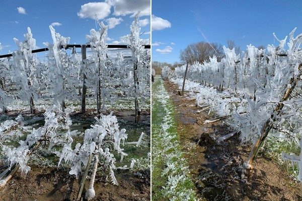 Cliquer pour agrandir Poland frosts