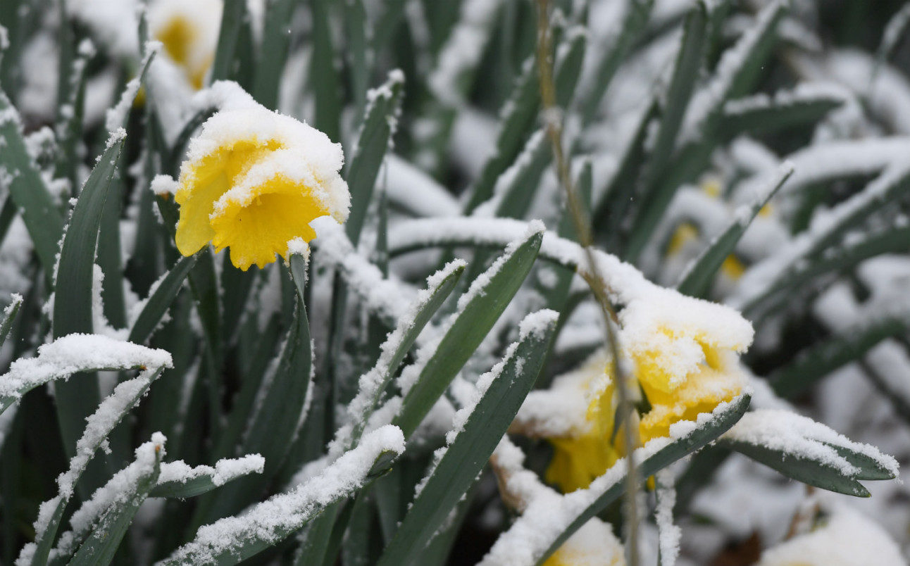 Daffodils coated with snowfall in Garmisch-Partenkirchen, Bavaria.