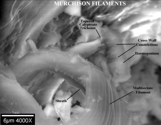 Filaments cyanobactériens dans la météorite Murchison CM2