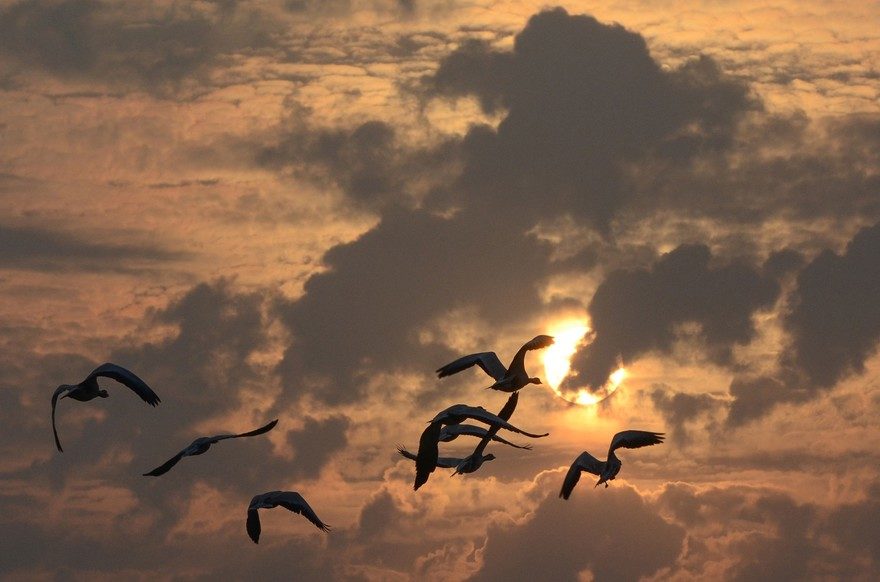 Cliquer pour agrandir oiseaux migrateurs