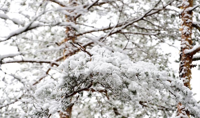 SNOW