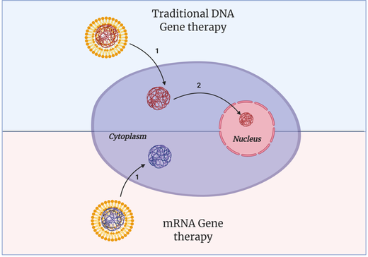 Comparaison thérapie génique à ADN et à ARNm