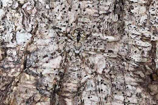 Camouflage