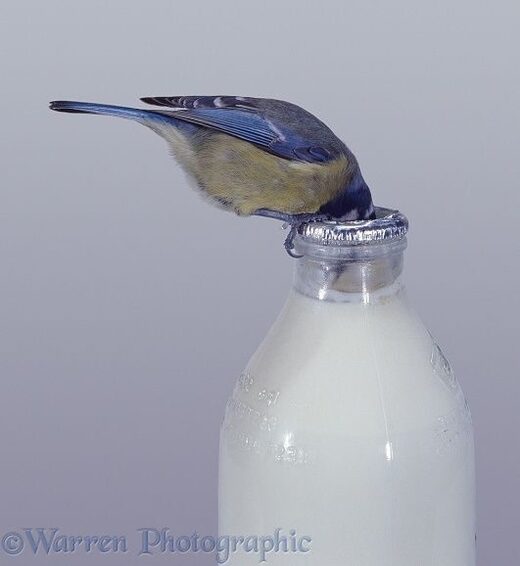 Mésange bleue bouteille de lait