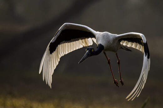 Black Necked Stork