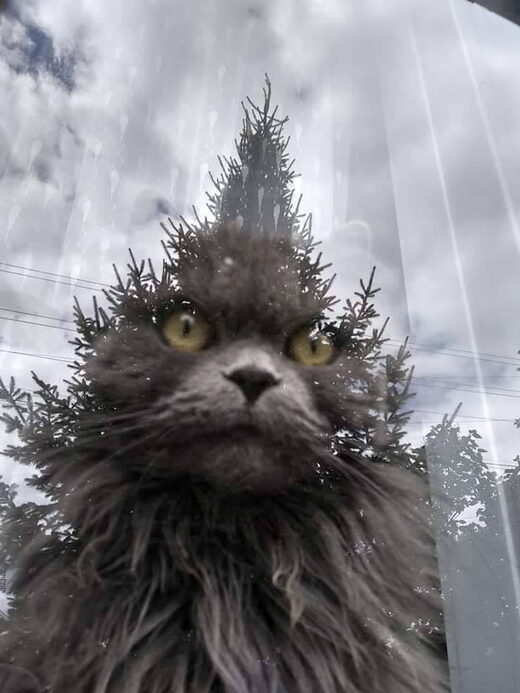 Cat tree