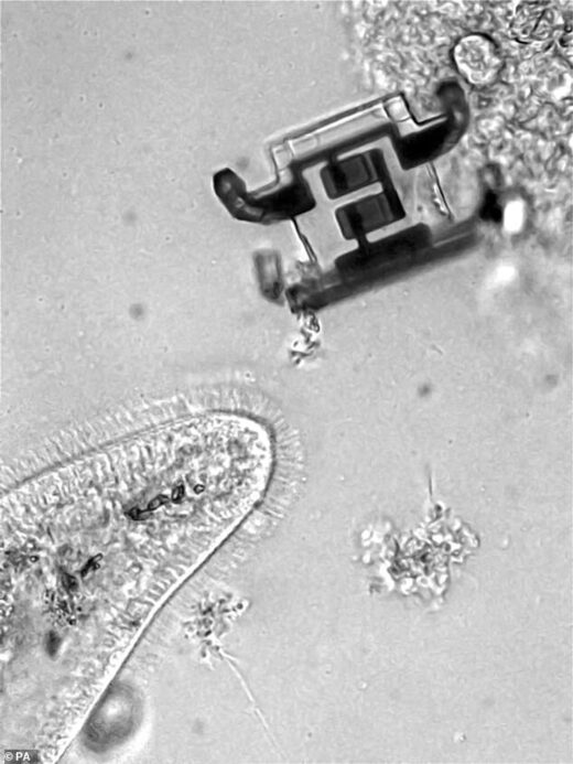 Micro-robot près d'un paramécie