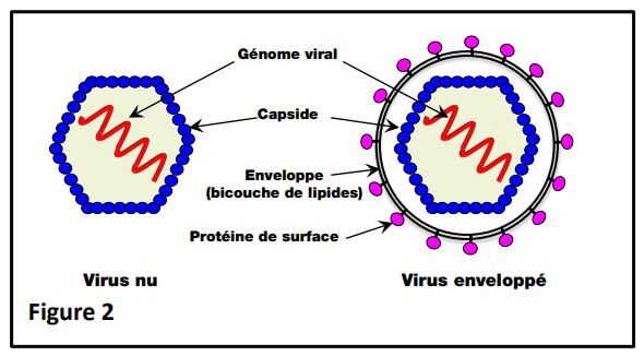 Figure 1-Note d'expertise grand public sur les vaccins ayant recours aux technologies OGM-Christian Vélot-Septembre 2020
