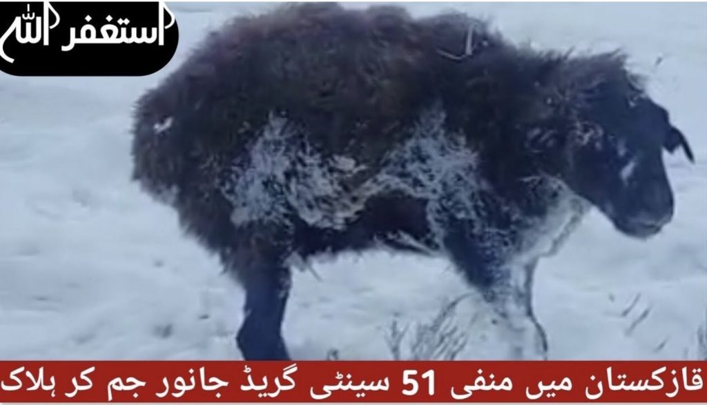 Animal gelé sur place Kazakhstan
