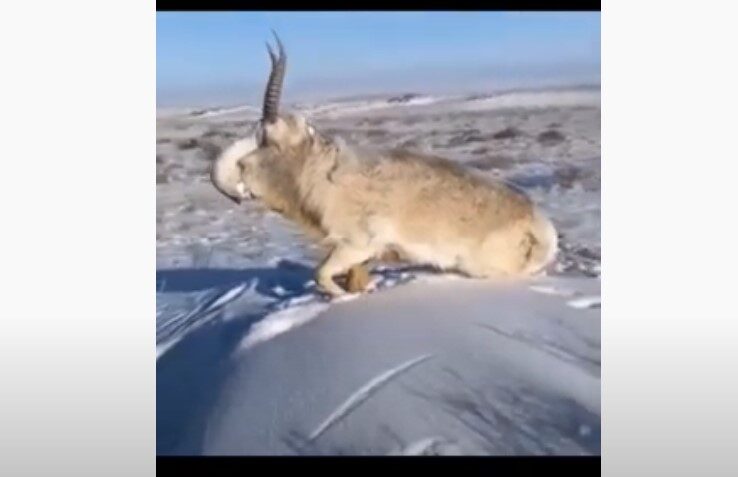 Antilope Saïga gelé sur place Kazakhstan
