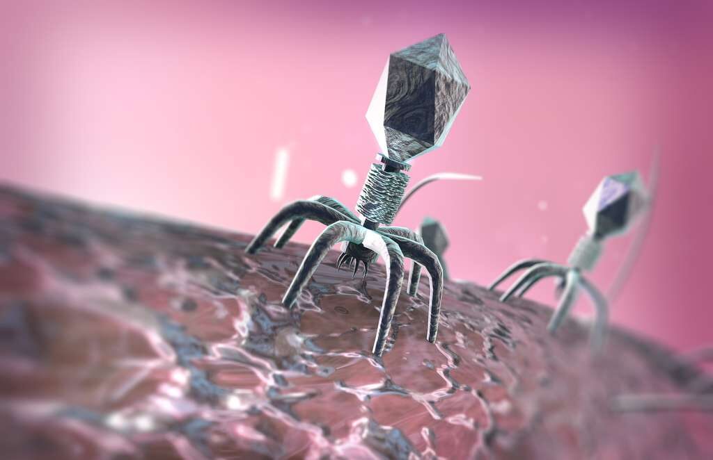 virus phage