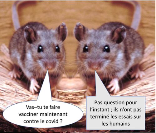 souris