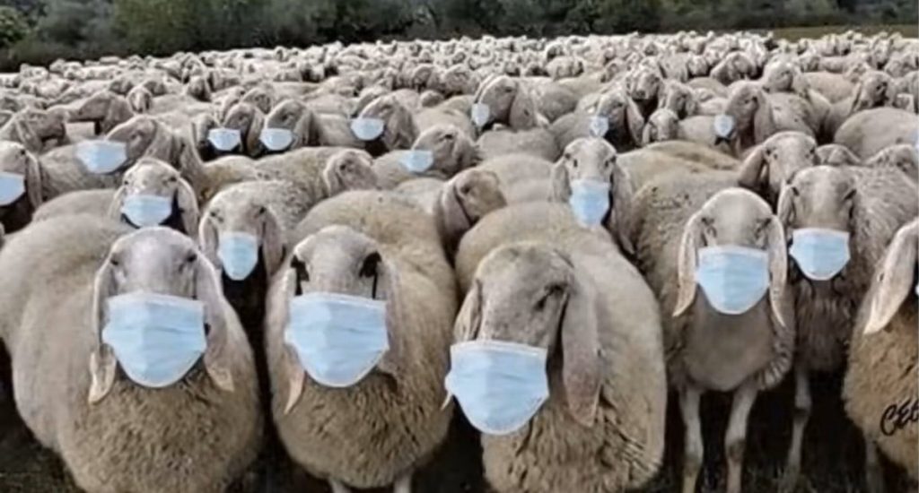 Moutons masqués