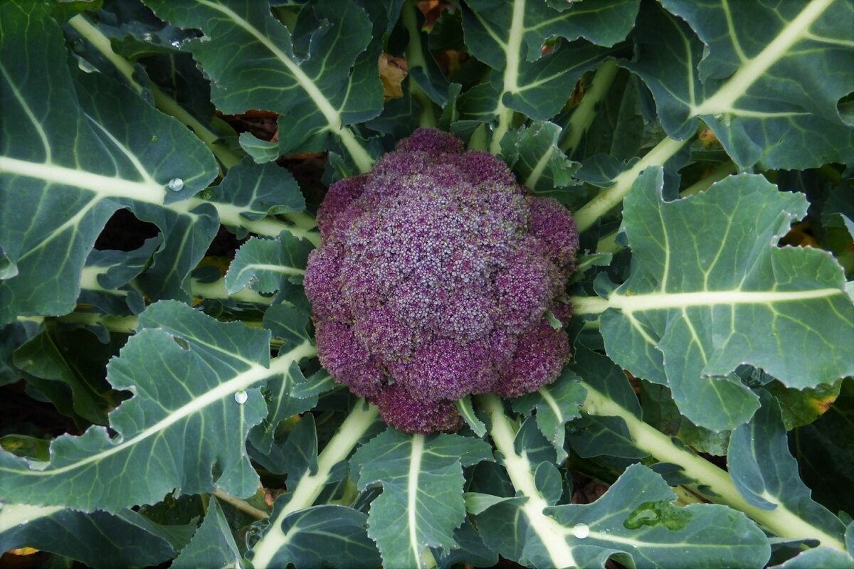 brocoli