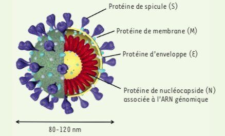 Virus sras-CoV-2