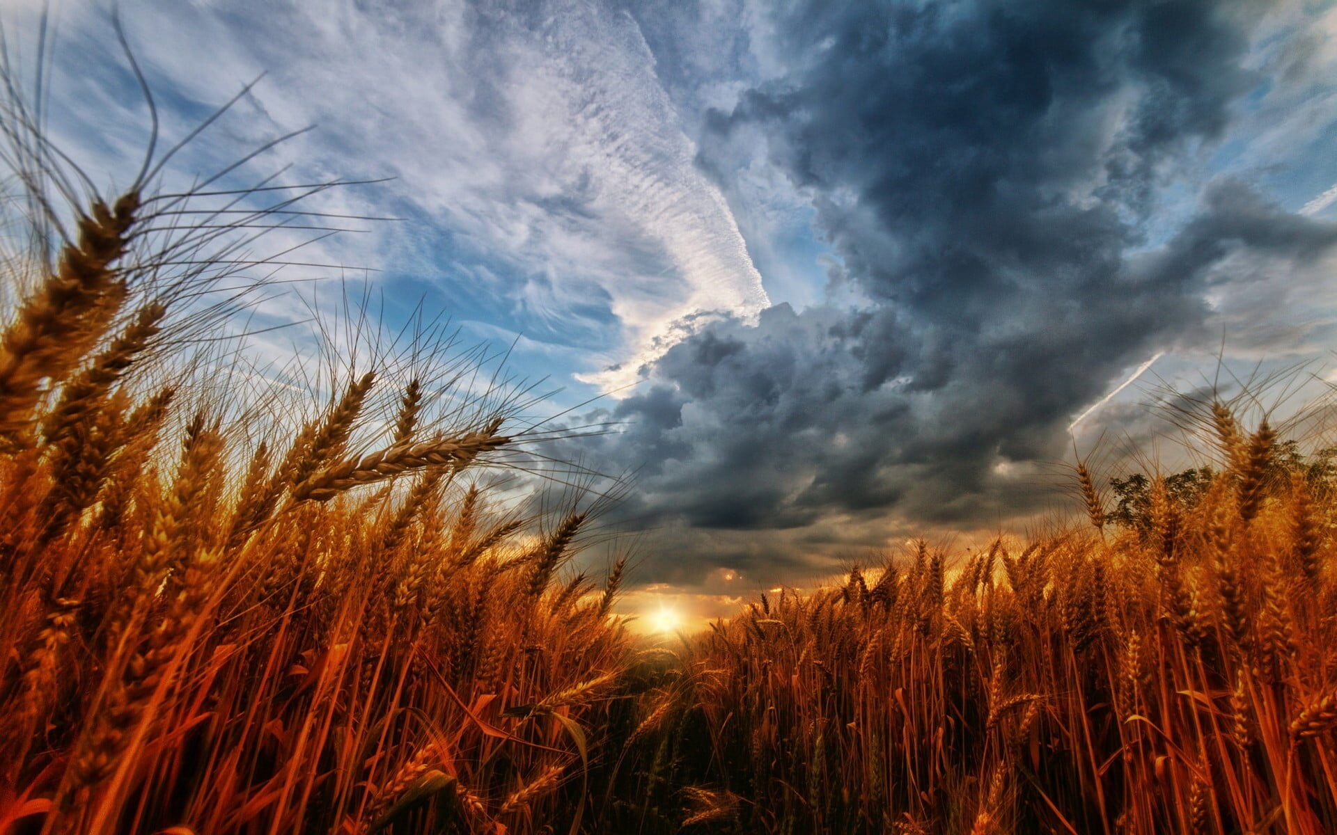 Sunset and wheat field